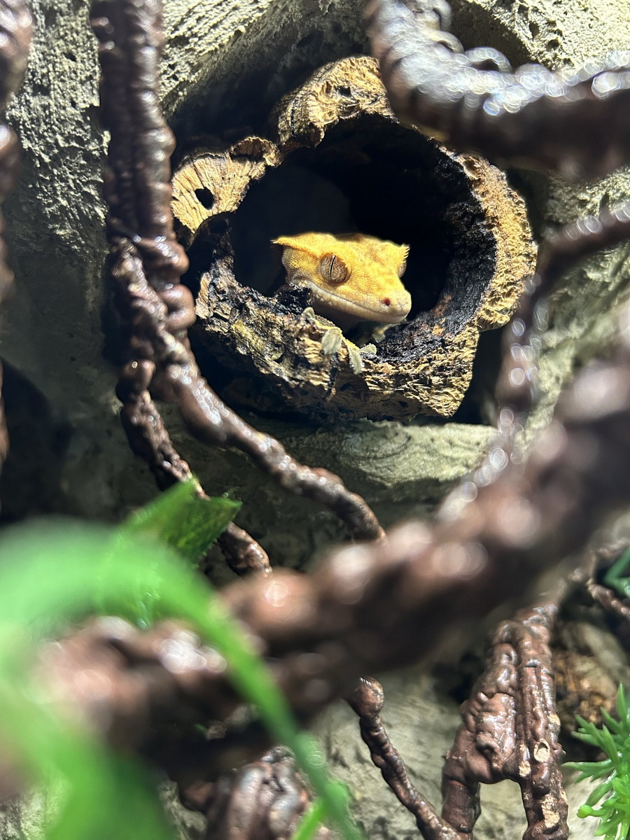 Foster Exotic