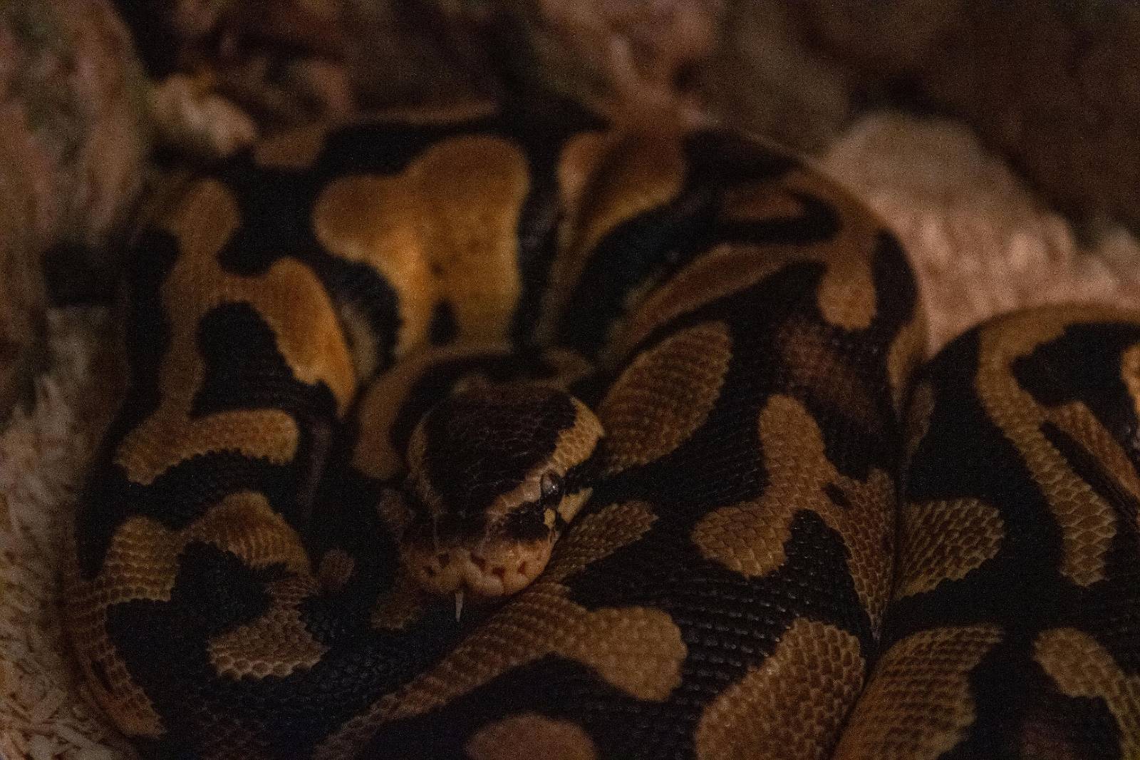 Foster Exotic