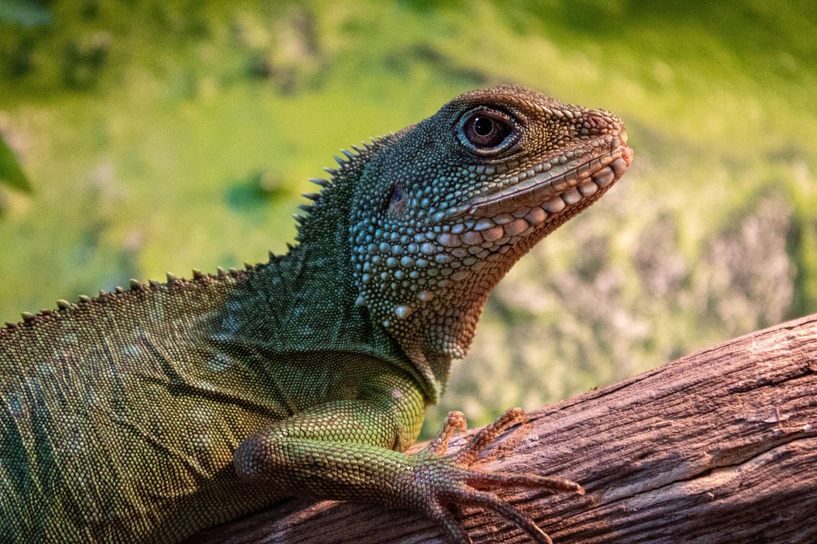 Foster Exotic