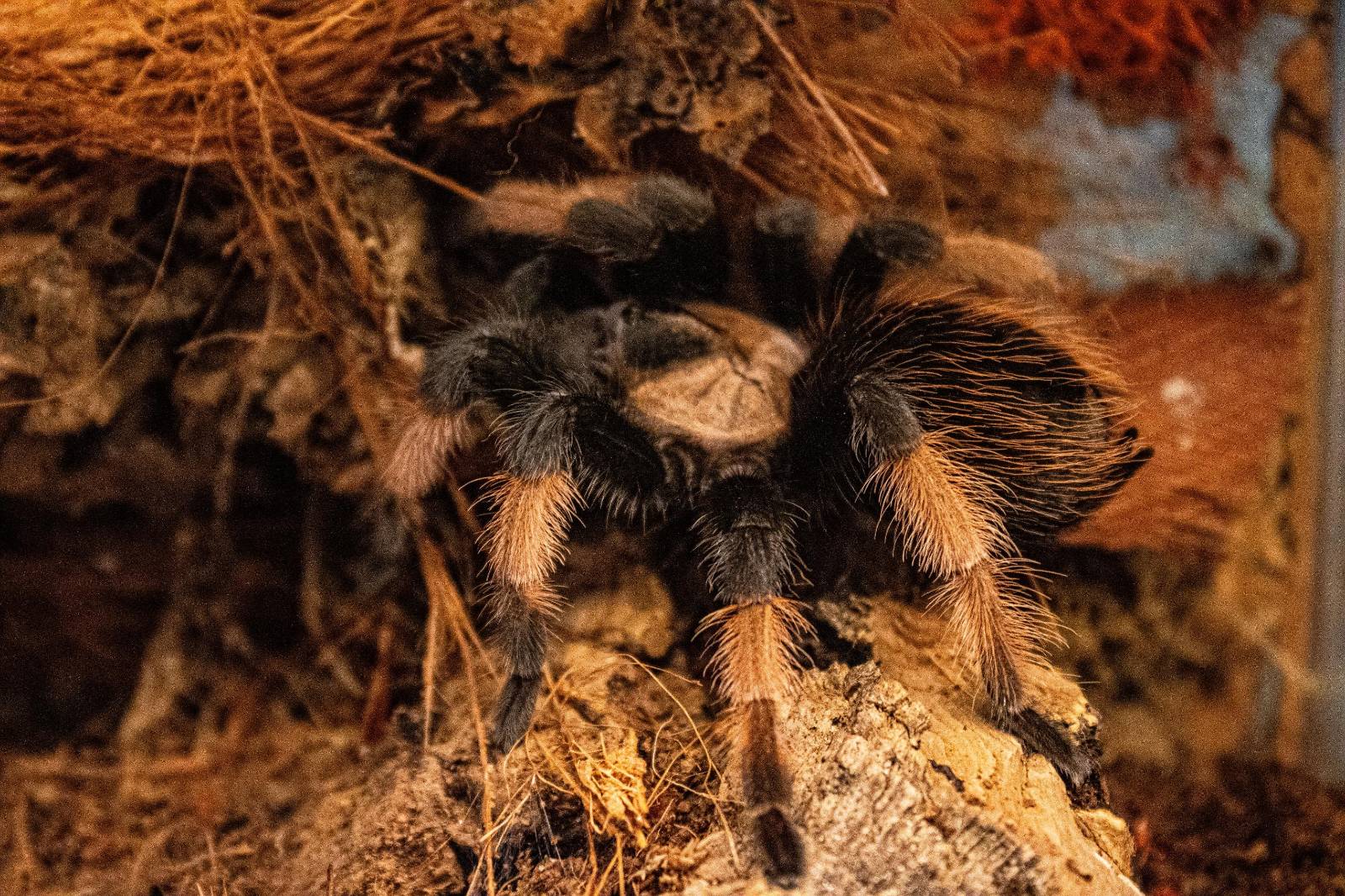 Foster Exotic