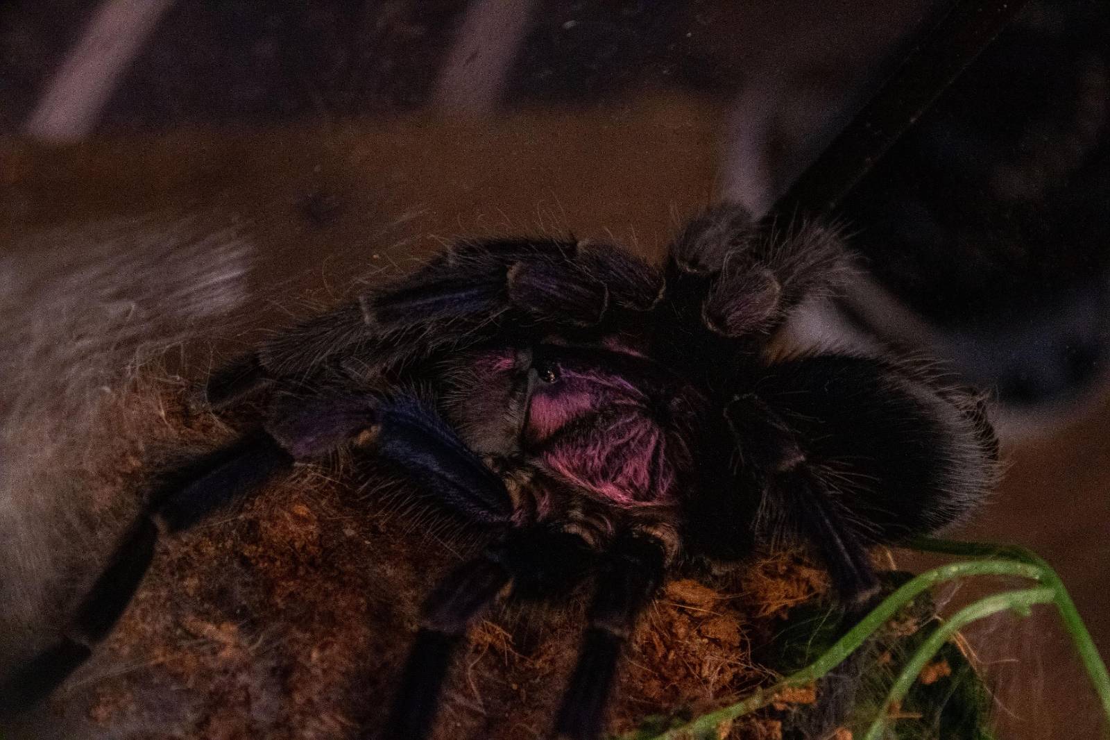 Foster Exotic