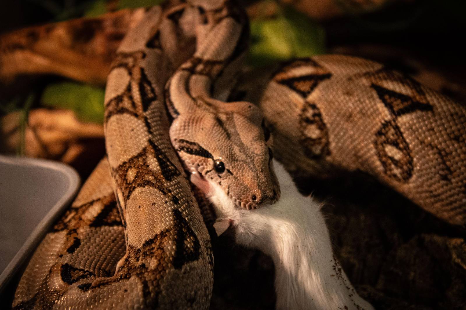 Foster Exotic