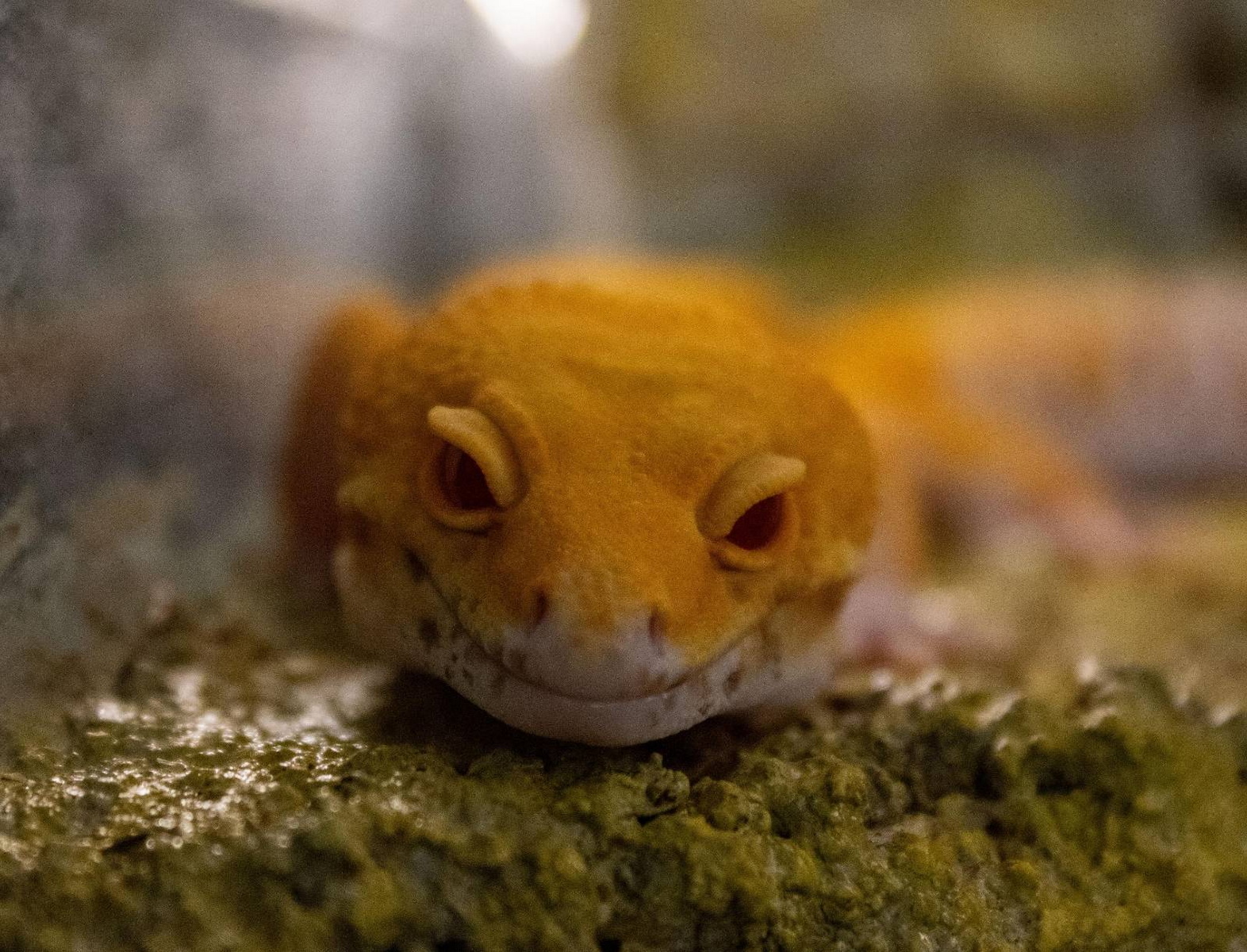 Foster Exotic