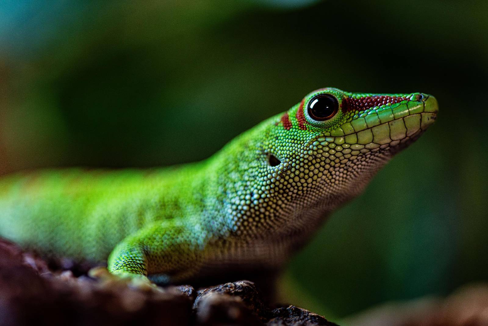 Foster Exotic