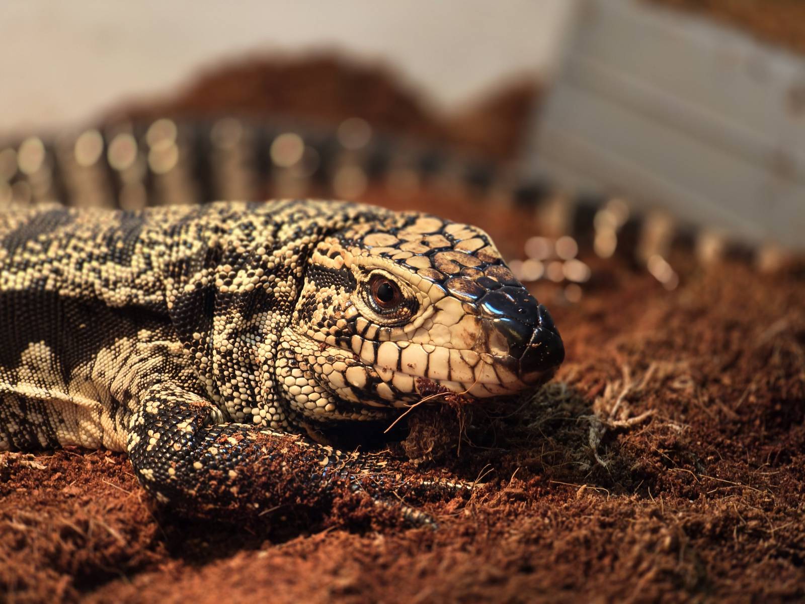Foster Exotic