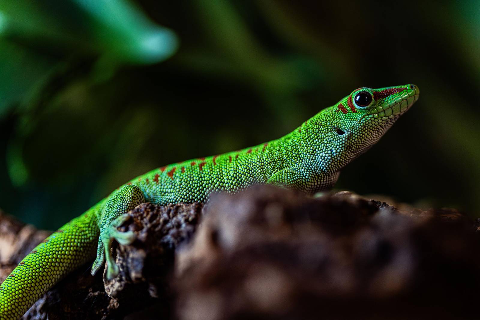 Foster Exotic