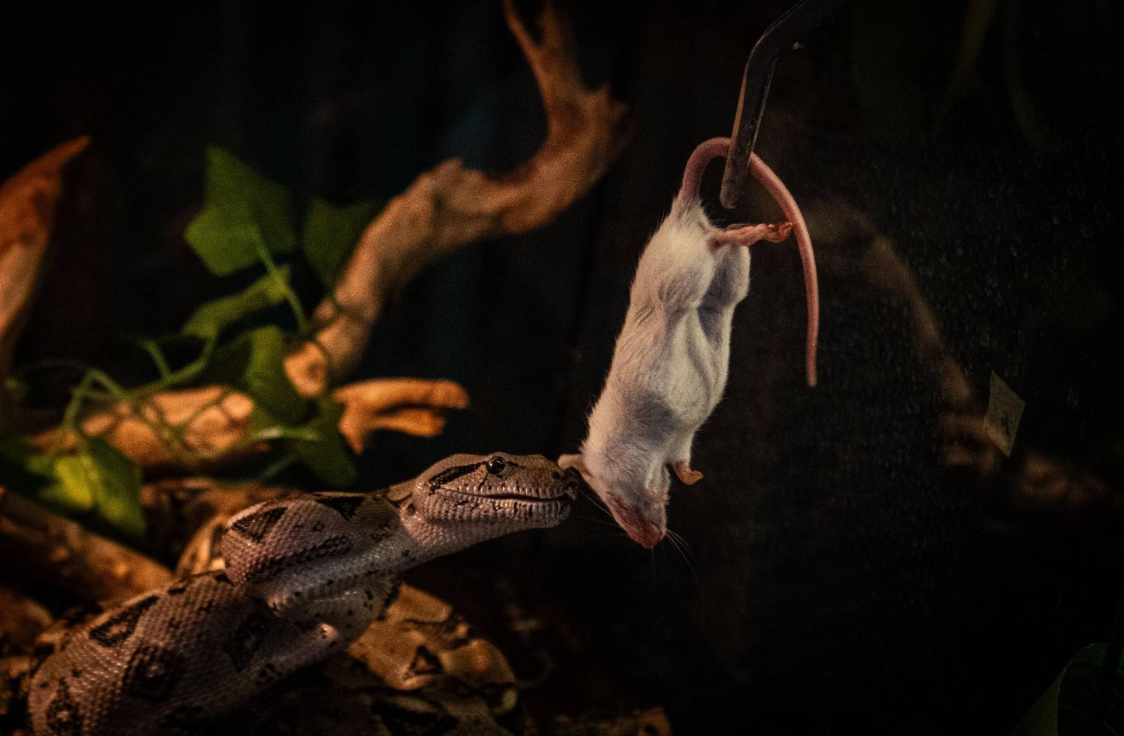 Foster Exotic