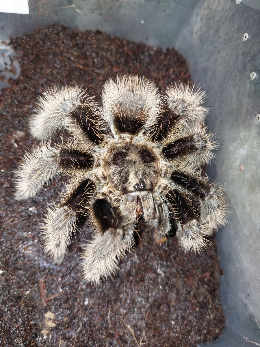 Foster Exotic