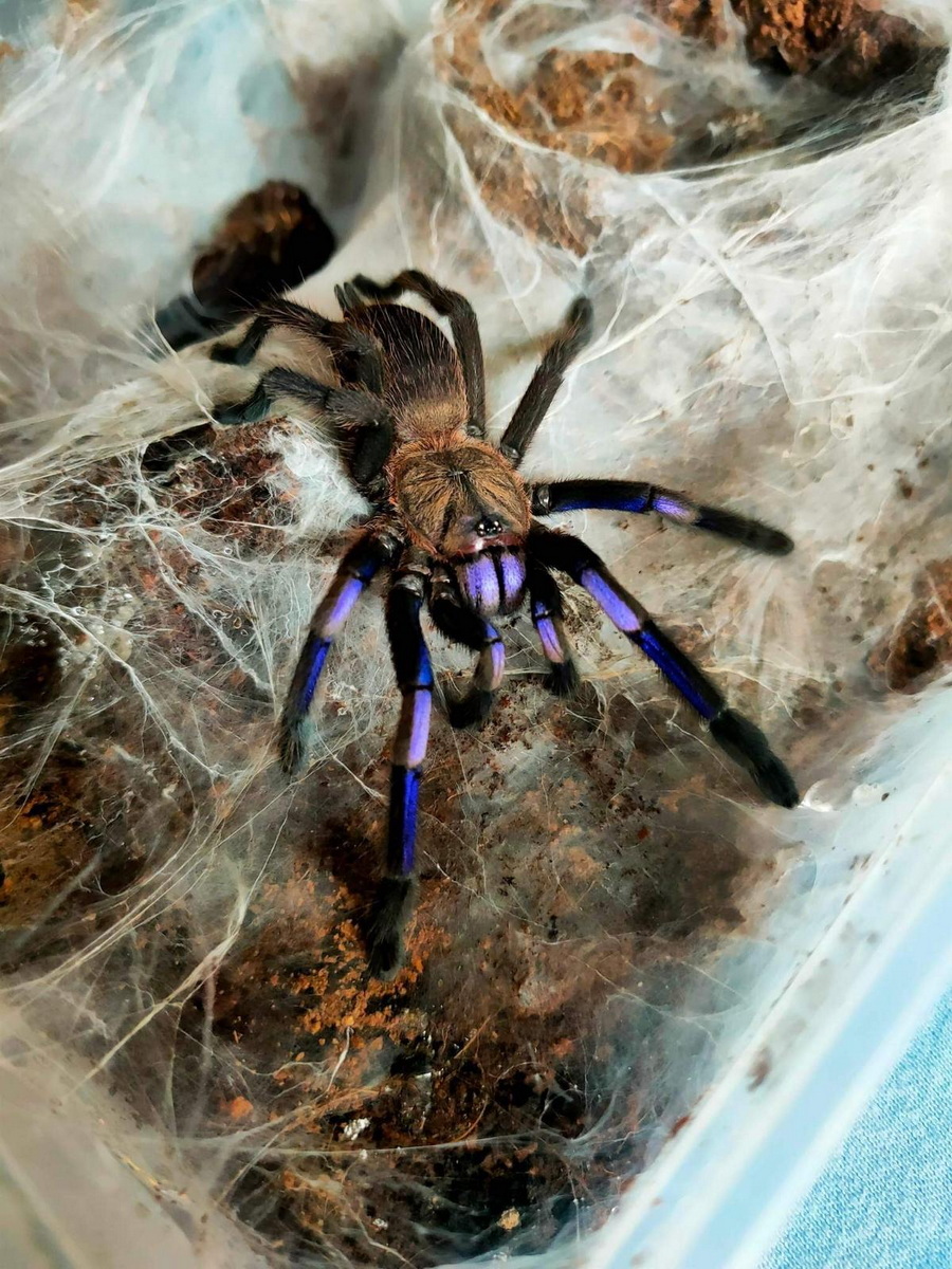 Foster Exotic