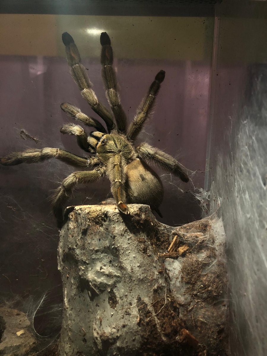 Foster Exotic