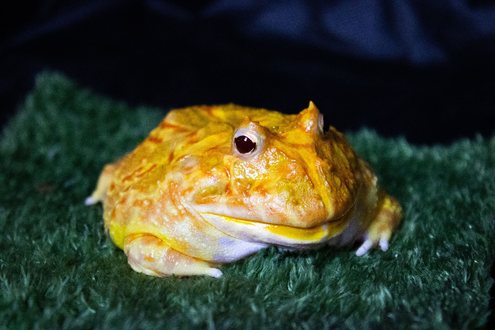 Foster Exotic
