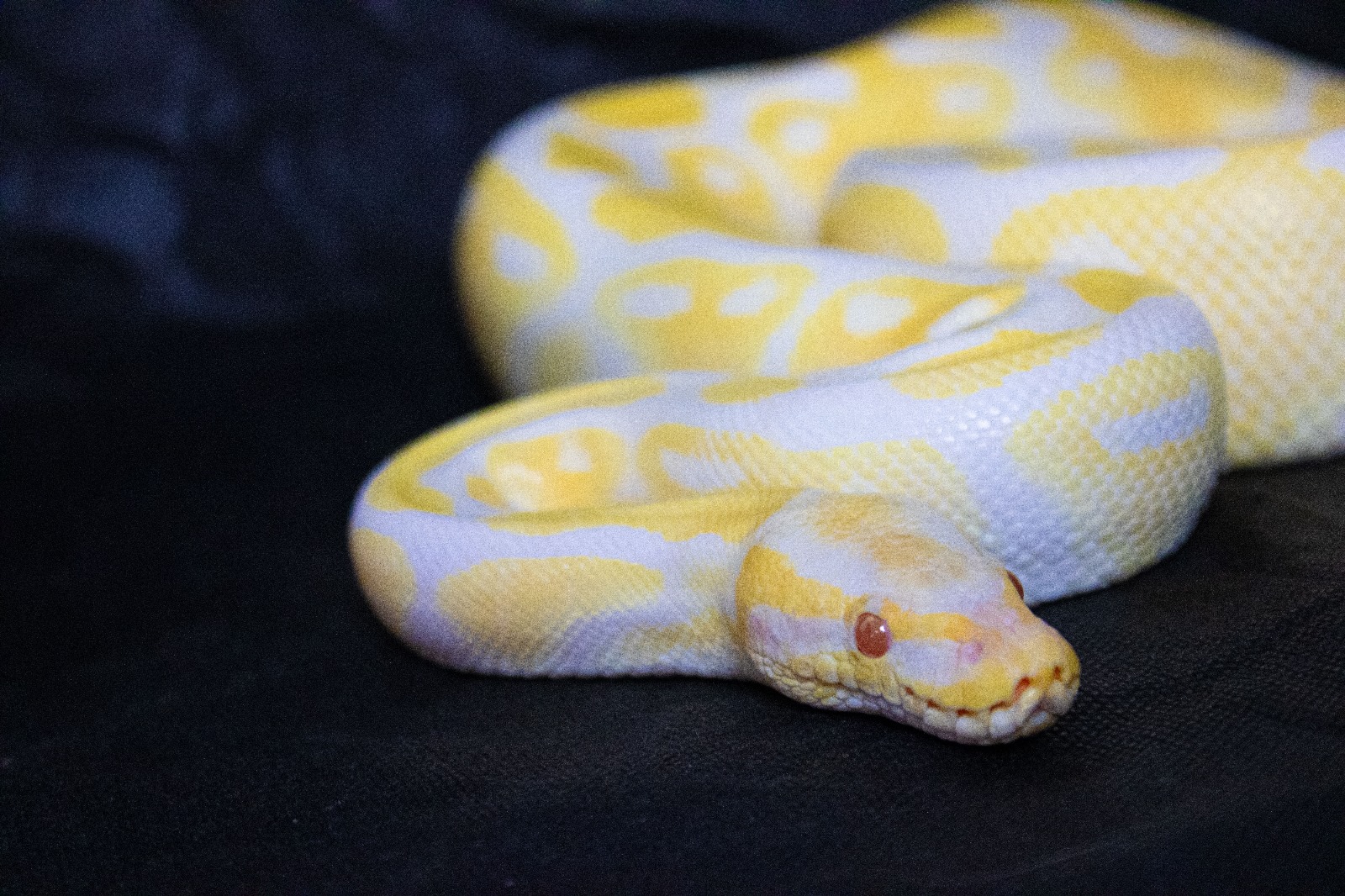 Foster Exotic
