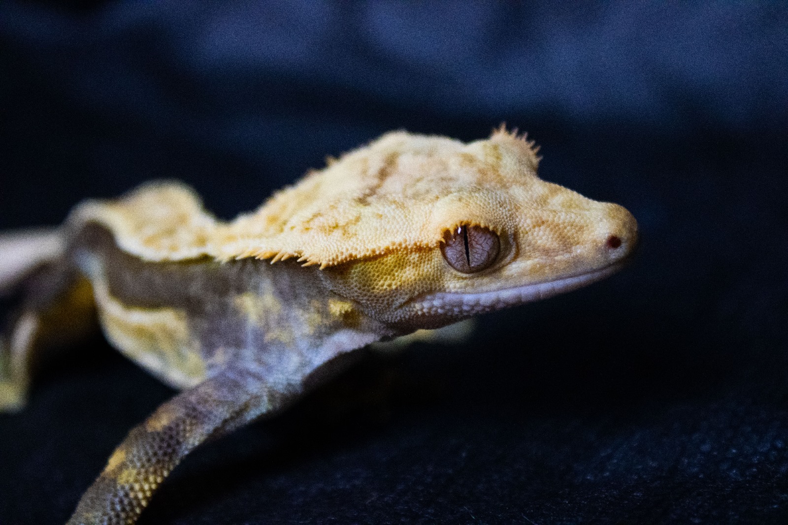 Foster Exotic