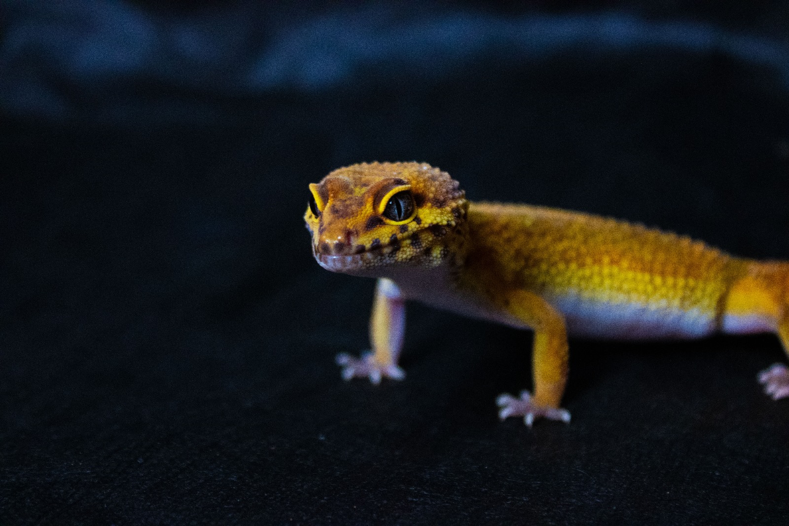 Foster Exotic
