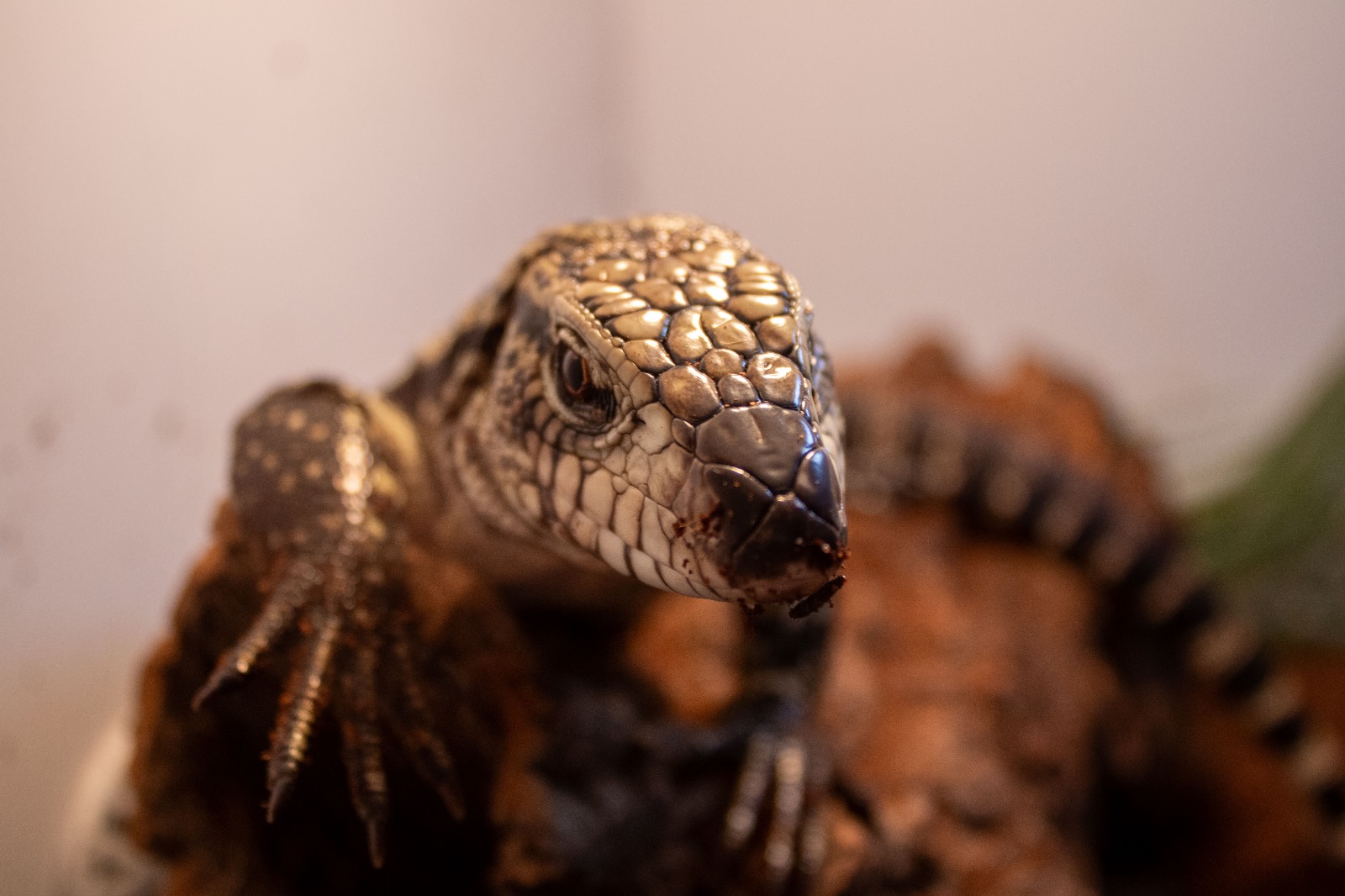 Foster Exotic
