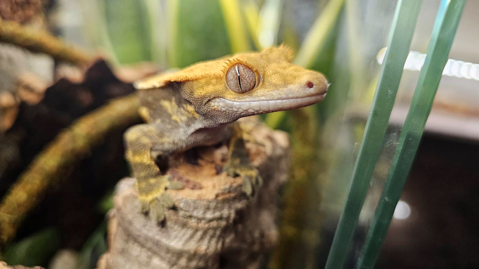 Foster Exotic