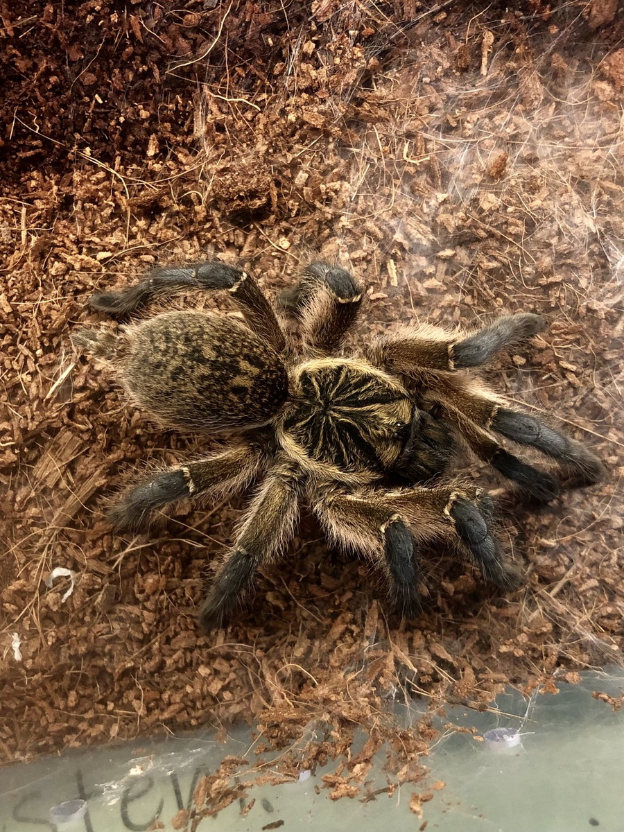 Foster Exotic