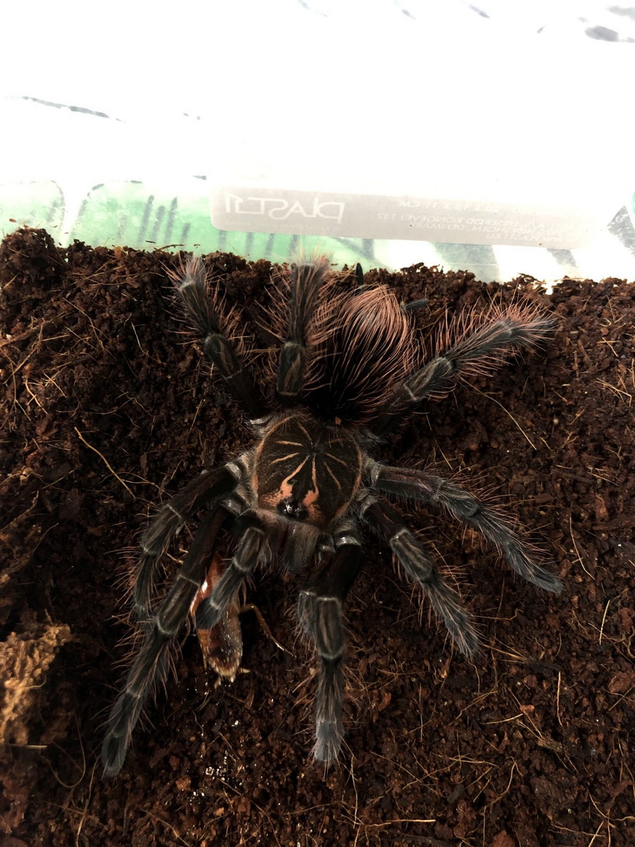 Foster Exotic