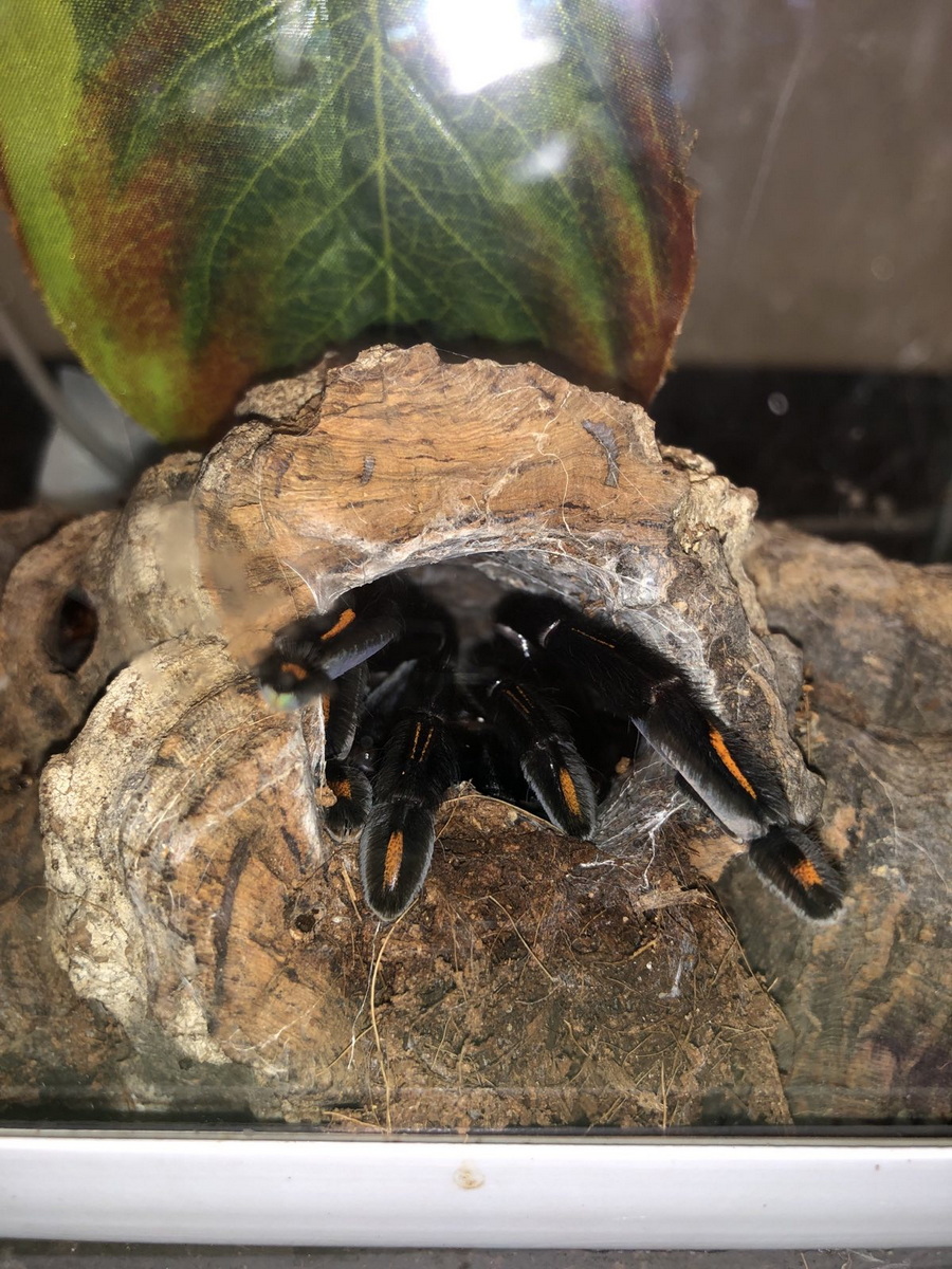 Foster Exotic