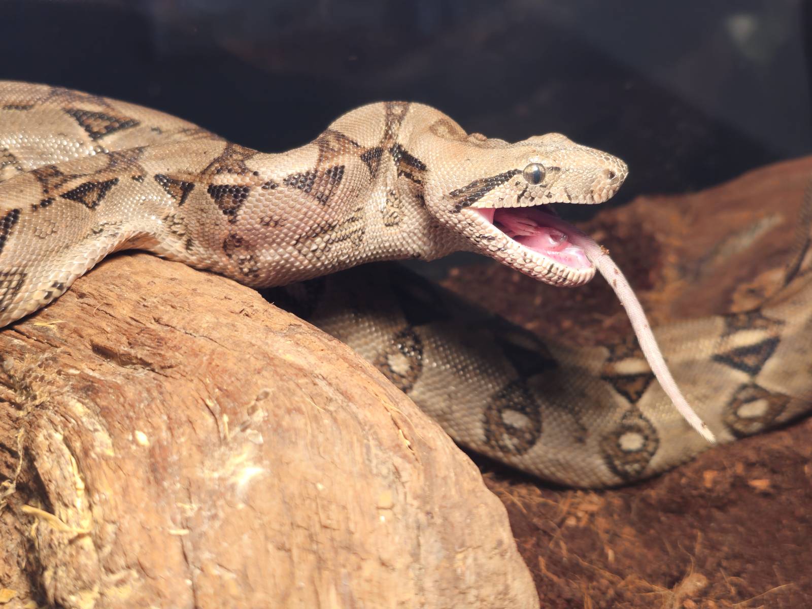 Foster Exotic