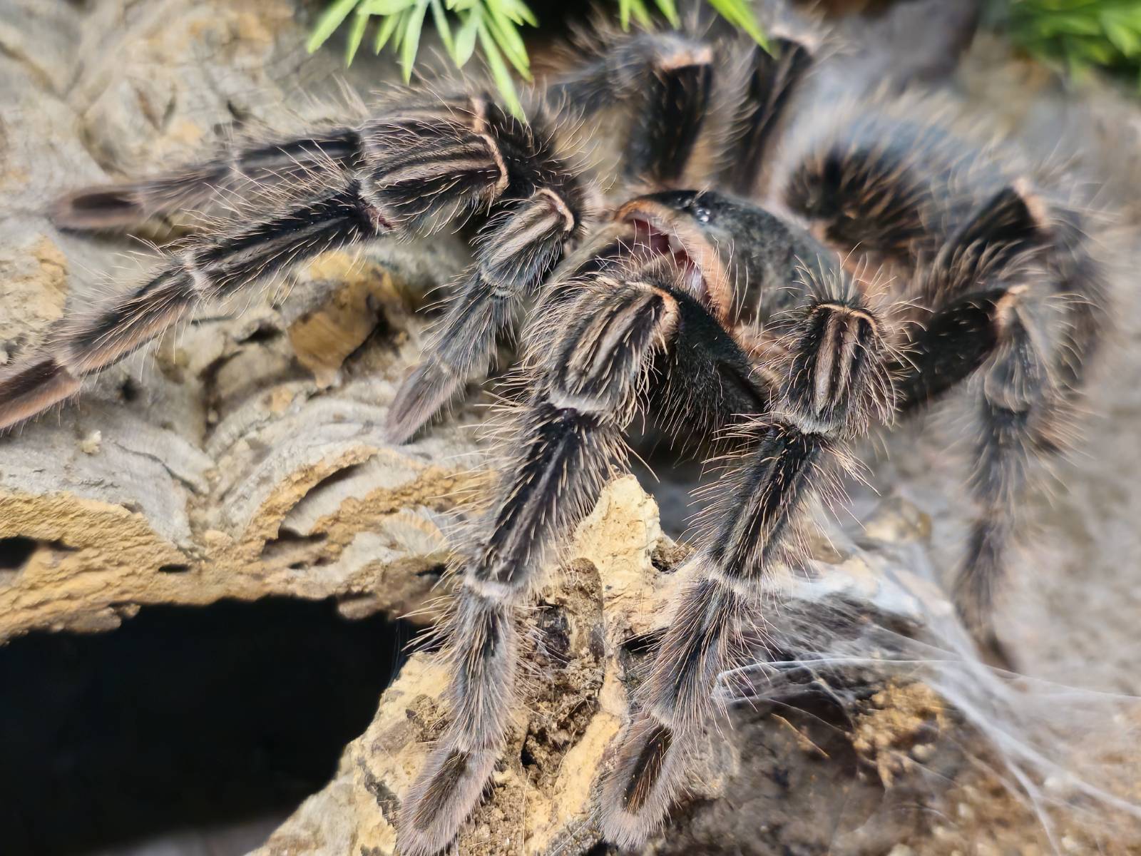 Foster Exotic